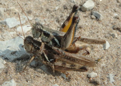 Melanoplus sanguinipes; Migratory Grasshopper pair