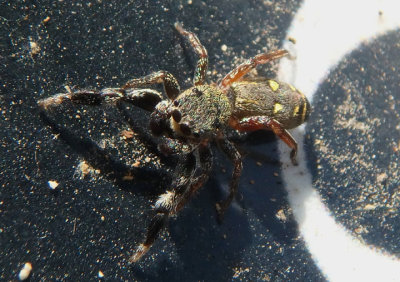Metacyrba punctata; Jumping Spider species
