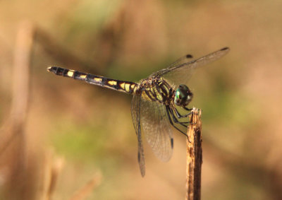 Micrathyria hagenii; Thornbush Dasher; female 