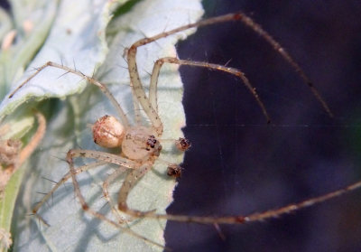 Mimetus Pirate Spider species; male