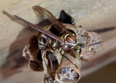 Mischocyttarus mexicanus; Mexican Paper Wasp 