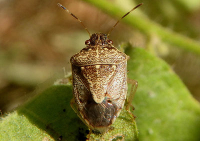 Mormidea cubrosa; Stink Bug species 