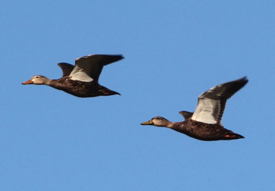 Mottled Duck pair