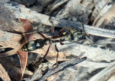 Neoponera villosa; Hairy Panther Ant