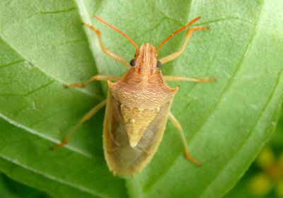 Oebalus pugnax; Rice Stink Bug
