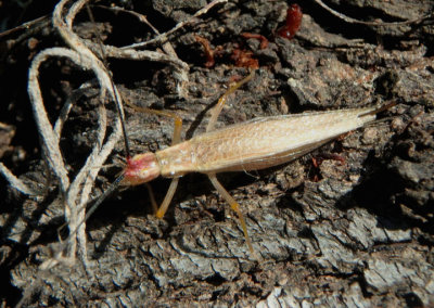 Oecanthus varicornis; Different-horned Tree Cricket; female 