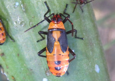 Oncopeltus fasciatus; Large Milkweed Bug nymph