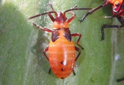 Oncopeltus fasciatus; Large Milkweed Bug nymph