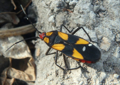 Oncopeltus sexmaculatus; Six-spotted Milkweed Bug