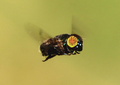 Ornidia obesa; Syrphid Fly species
