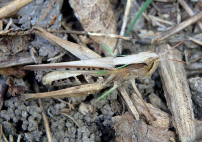 Orphulella speciosa; Slant-faced Pasture Grasshopper; female