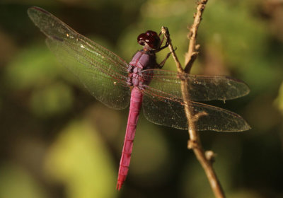 Orthemis ferruginea; Roseate Skimmer; male