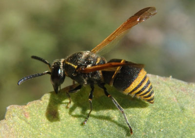 Pachodynerus guadulpensis; Mason Wasp species