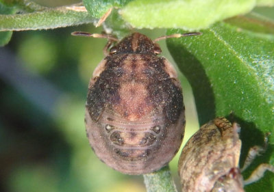 Pachycorinae Shield-backed Bug species 