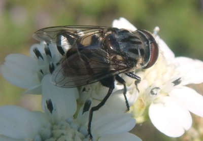 Palpada furcata; Syrphid Fly species; male