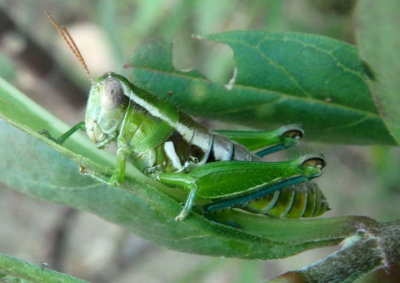 Paraidemona Spur-throated Grasshopper species 