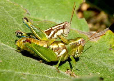 Paraidemona Spur-throated Grasshopper species pair 