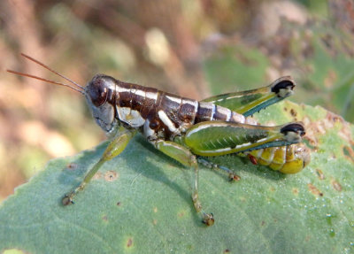 Paraidemona Spur-throated Grasshopper species
