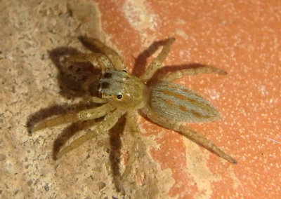 Paramaevia poultoni; Jumping Spider species; female