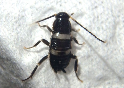 Periplaneta fuliginosa; Smoky Brown Cockroach nymph