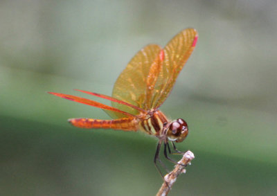 Perithemis domitia; Slough Amberwing; male