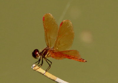 Perithemis domitia; Slough Amberwing; male