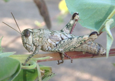 Phaulotettix compressus; Spur-throated Grasshopper species; female
