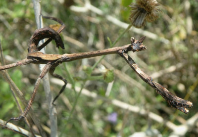 Phyllovates chlorophaea; Texas Unicorn Mantis nymph 