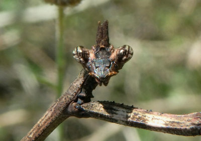 Phyllovates chlorophaea; Texas Unicorn Mantis nymph 