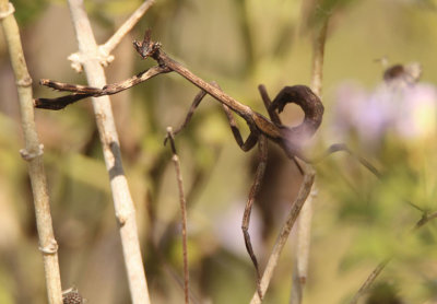 Phyllovates chlorophaea; Texas Unicorn Mantis nymph