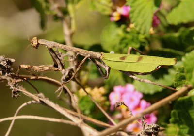 Phyllovates chlorophaea; Texas Unicorn Mantis; female