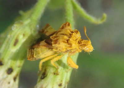 Phymata fasciata; Jagged Ambush Bug species