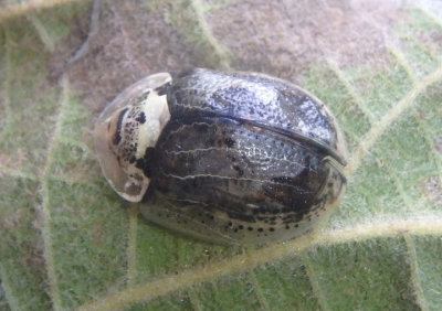 Physonota alutacea; Wild Olive Tortoise Beetle 