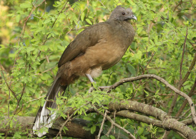 Plain Chachalaca