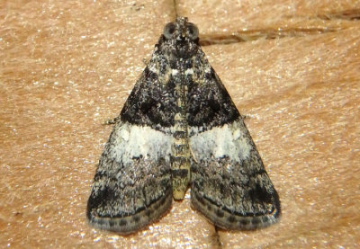 5595-5620 - Pococera Pyralid Moth species