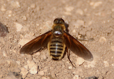 Poecilanthrax lucifer; Bee Fly species