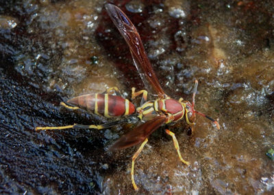Polistes instabilis; Unstable Paper Wasp 