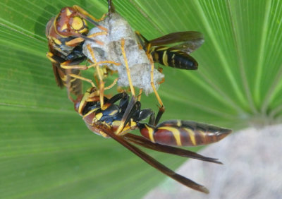 Polistes instabilis; Unstable Paper Wasps