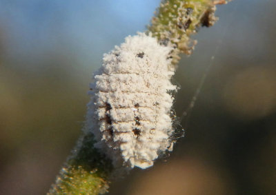 Pseudococcidae Mealybug species