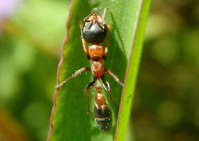 Pseudomyrmex gracilis; Graceful Twig Ant