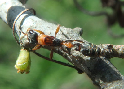 Pseudomyrmex gracilis; Graceful Twig Ant