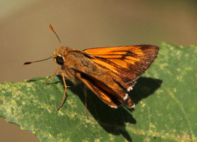 Quasimellana eulogius; Common Mellana; male