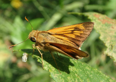 Quasimellana eulogius; Common Mellana; male