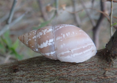 Rabdotus alternatus; Striped Rabdotus Snail