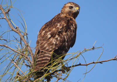 Red-shouldered Hawk; juvenile