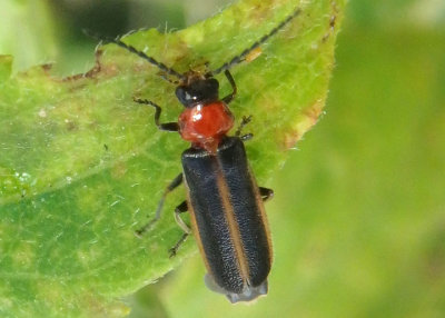 Rhagonycha Soldier Beetle species