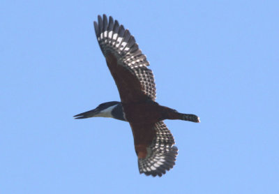 Ringed Kingfisher; female