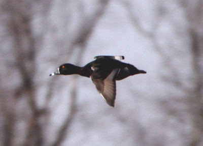 Ring-necked Duck; male