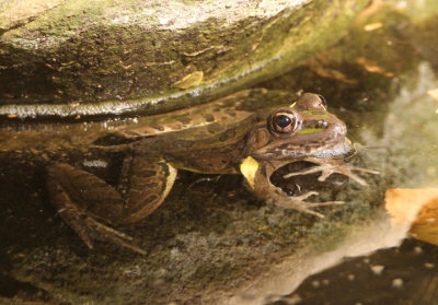 Rio Grande Leopard Frog 