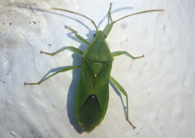Savius jurgiosus; Leaf-footed Bug species